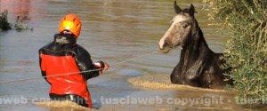 Il salvataggio del cavallo Sbirulino