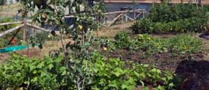 L'orto dei ragazzi dell'Orioli