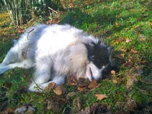 Uno dei cani morti