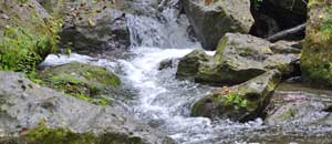 Il fiume Treja