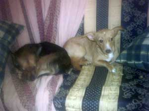Kira e Briciola
