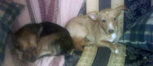 Kira e Briciola