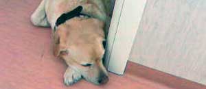 Il cane guida Max