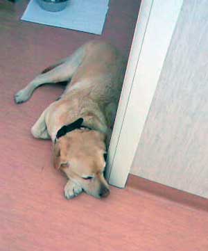 Il cane guida Max