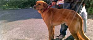 Rudy