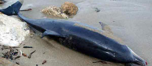 Un delfino spiaggiato
