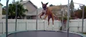 Il cane sul tappeto elastico