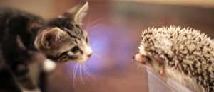 Loki e Harley gatto riccio