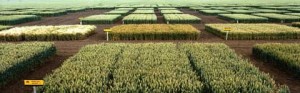 Alcuni studi sul frumento