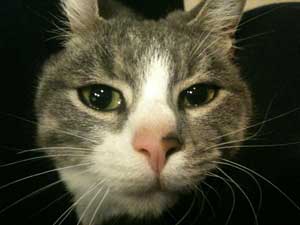 Smarrito il gatto Sergio