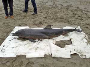 Il recupero del delfino a Montalto di Castro