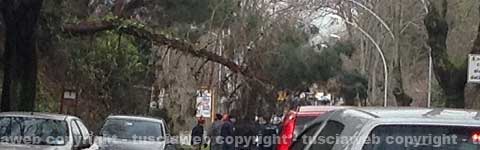 L'albero crollato a viale Fiume