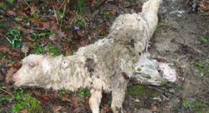 L'agnello morto trovato nei boschi della Roccaccia