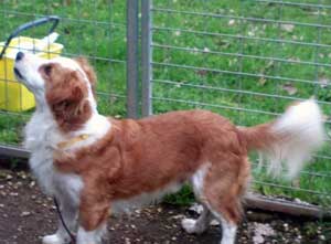 Il piccolo cane