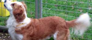 Il piccolo cane
