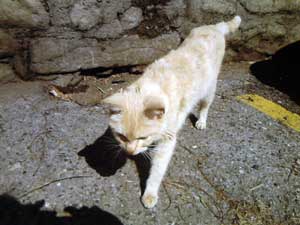 La gattina