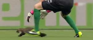 L'invasione di campo della martora