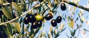 Le olive
