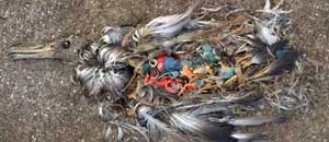 Pezzi di plastica nel corpo di un uccello