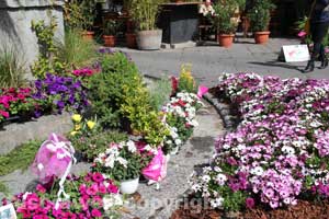 Al via San Pellegrino in fiore