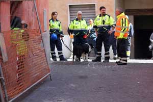 I cani all'esercitazione 