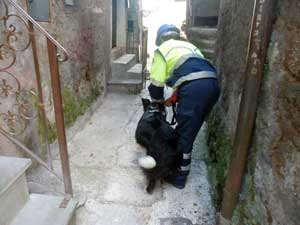 I cani all'esercitazione 