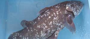 Menadoensis