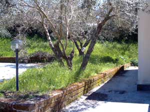 L'erba all'asilo di Tobia 