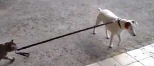 Il gatto e il cane