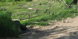 La recinzione divelta all'Università Agraria di Tarquinia