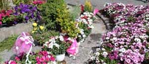 San pellegrino in fiore