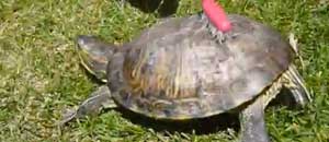 La tartaruga che balla