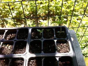 Le piantine di cannabis