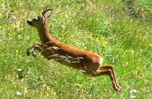 Un capriolo