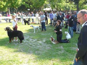 L'edizione 2012 dell'esposizione nazionale canina