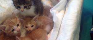 I gattini in cerca di casa