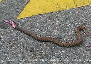 Una vipera di mezzo metro a Santa Barbara