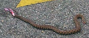 Una vipera di mezzo metro a Santa Barbara