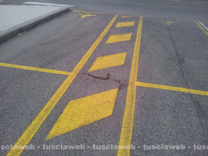Una vipera di mezzo metro a Santa Barbara
