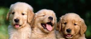 Tre cuccioli