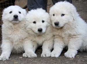 Tre cuccioli