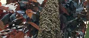 Le api sull'albero di piazza XX Settembre