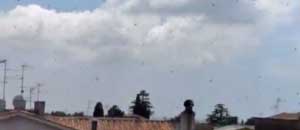 L'invasione di vespe