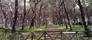 Marina di Montalto- La-pineta