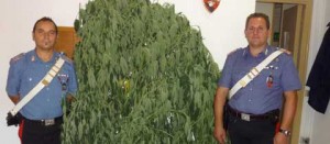 La marijuana sequestrata dai carabinieri