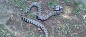 Vipera a San Martino