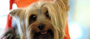 Uno yorkshire terrier