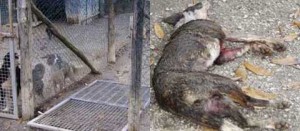 Il canile di Bagnaia e uno dei cani uccisi