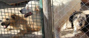 Il canile di Bagnaia