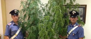 Alcune delle piante sequestrate dai carabinieri